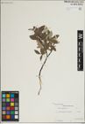 Foto von Salix lapponum L.